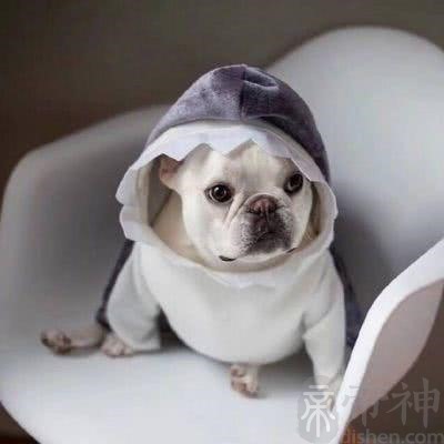 爱干净的宠物狗公主名字清爽好看