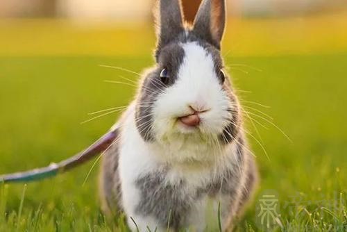 毛茸茸的宠物兔兔名字灵活欢蹦