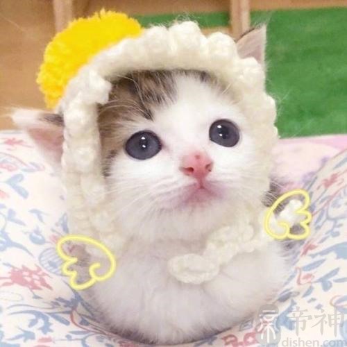 特别萌的宠物猫可爱名字好听有创意