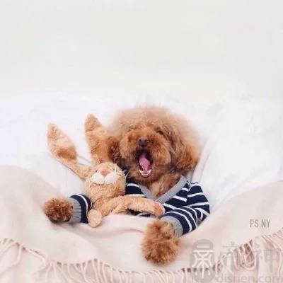 宠物狗泰迪起名字胖夫夫毛茸茸