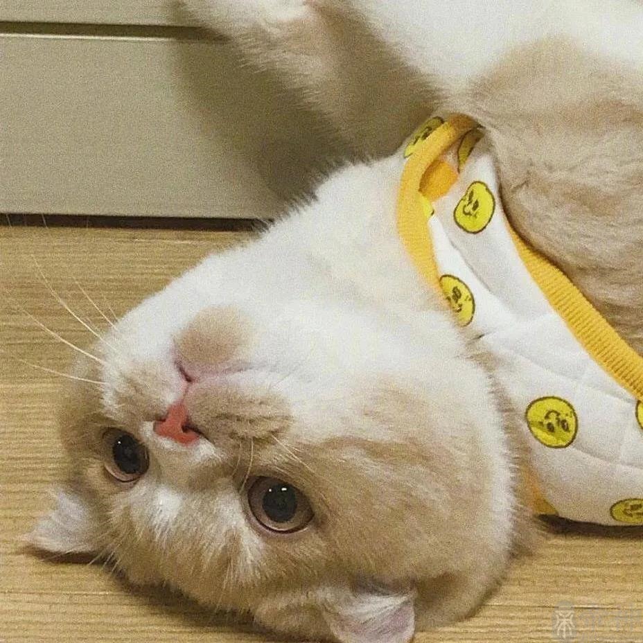 宠物适合用什么名字能给主人带来好运