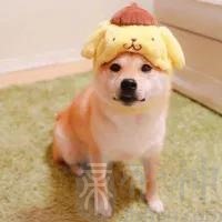 宠物取什么名字好会撒娇又乖巧