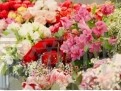 洋气有创意的花店名字