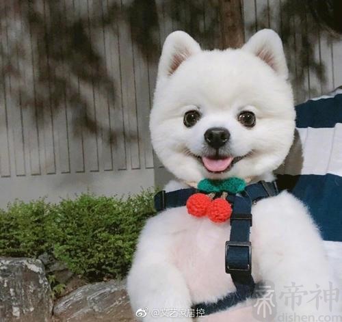 洋气的博美狗名字大全非常温驯