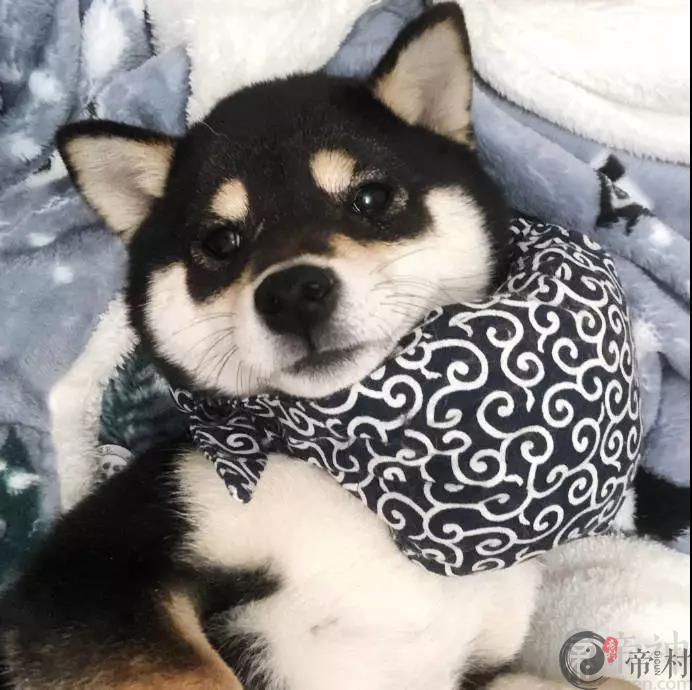 怎样给宠物取名字好听又能彰显个性