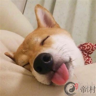 欢脱活泼的宠物狗起名字大全