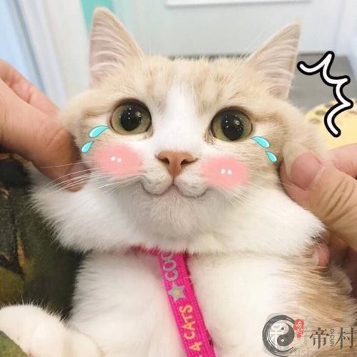 超级沙雕的搞怪的宠物名字