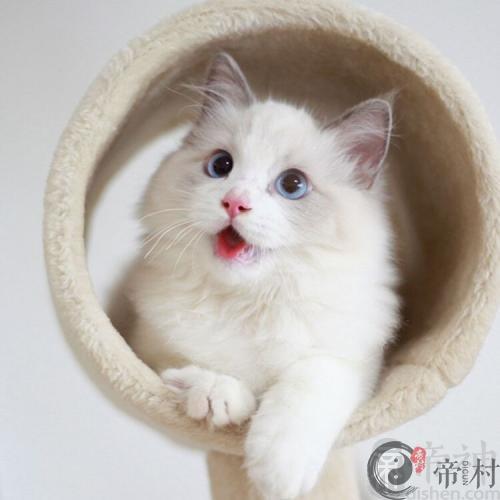 最新给宠物猫起名字尽显贵族气质