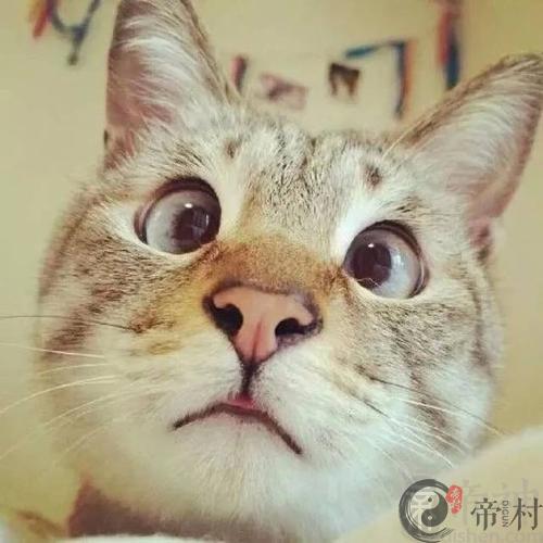 最全的好听好看的宠物名字