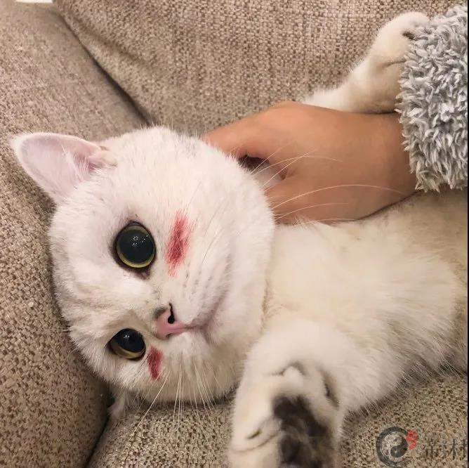 好听的宠物名字萌萌哒今日糖度超标
