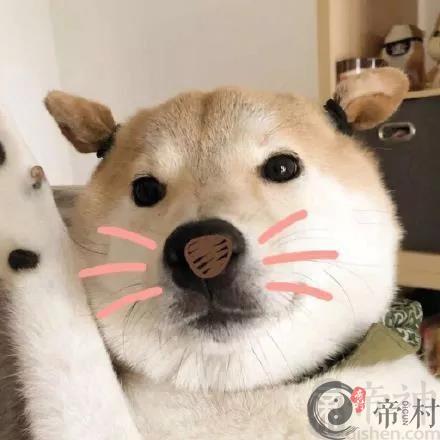 听过好玩的宠物名字神仙级别的搞笑