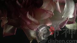 适合白羊座的香水 强势勇猛无法拒绝